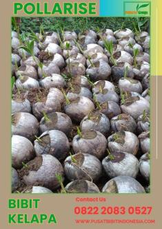 0822.2083.0527 (TSEL) Pollarise, Bibit Kelapa Genjah Entok Genja in Yogyakarta - Image 4