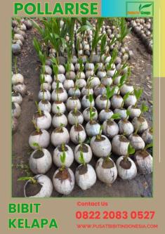0822.2083.0527 (TSEL) Pollarise, Bibit Kelapa Genjah Entok Genja in Yogyakarta - Image 2
