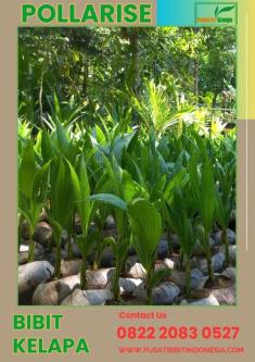 0822.2083.0527 (TSEL) Pollarise, Bibit Kelapa Genjah Entok Genja in Yogyakarta - Image 8