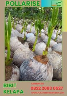 0822.2083.0527 (TSEL) Pollarise, Bibit Kelapa Genjah Entok Genja in Yogyakarta - Image 3