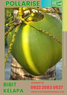 0822.2083.0527 (TSEL) Pollarise, Bibit Kelapa Genjah Entok Genja in Yogyakarta - Image 5