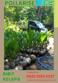 0822.2083.0527 (TSEL) Pollarise, Bibit Kelapa Genjah Entok Genja in Yogyakarta - Image 6
