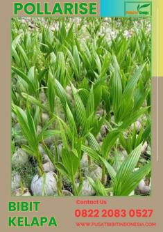 0822.2083.0527 (TSEL) Pollarise, Bibit Kelapa Genjah Entok Genja in Yogyakarta - Image 7
