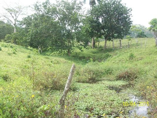FINCA GANADERA en Higüey - Imagen 6