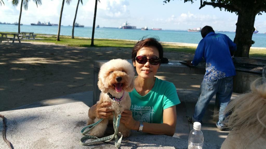 DOG BOARDING & DAYCARE SERVICES in Singapore - Image 2