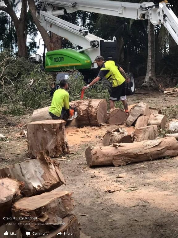 Arborist tree removal in Mackay - Image 4