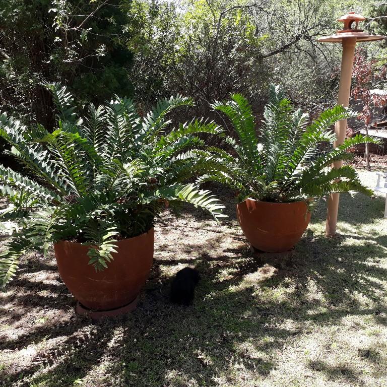 CYCADS FOR SALE in Roodepoort - Image 2