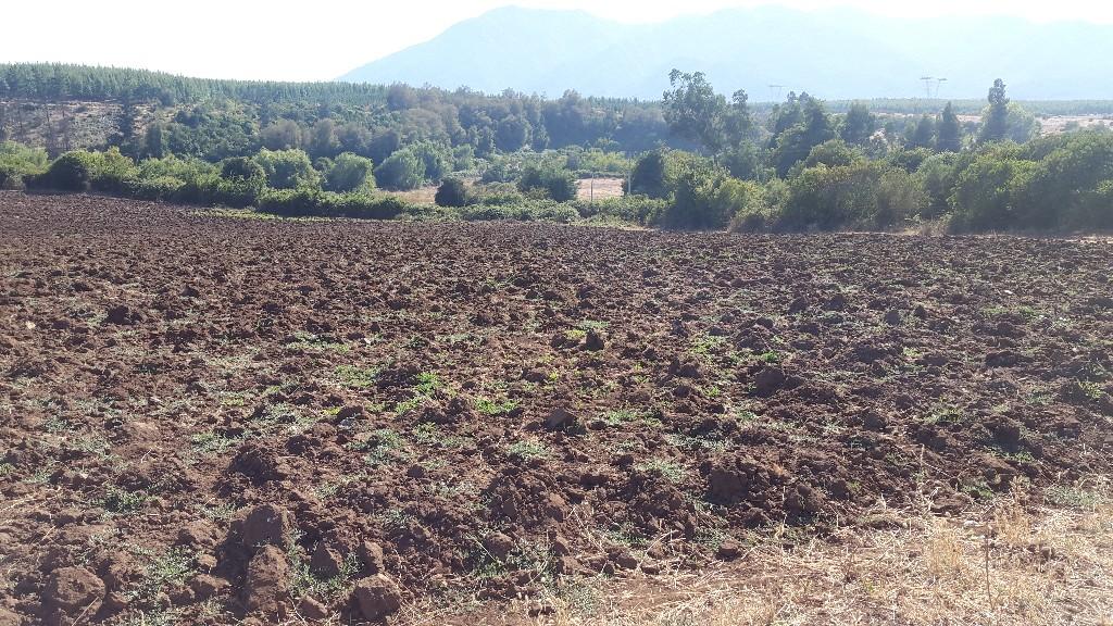 PROPIEDAD AGRICOLA EN MOLINA. STA. ROSA en Molina - Imagen 1