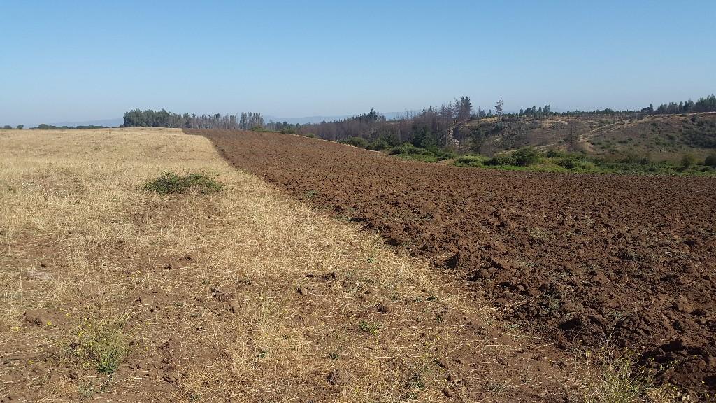 PROPIEDAD AGRICOLA EN MOLINA. STA. ROSA en Molina - Imagen 2