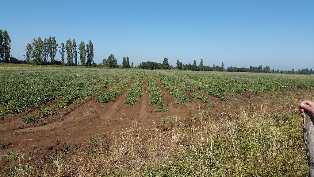 PROPIEDAD AGRICOLA EN MOLINA. STA. ROSA en Molina - Imagen 3