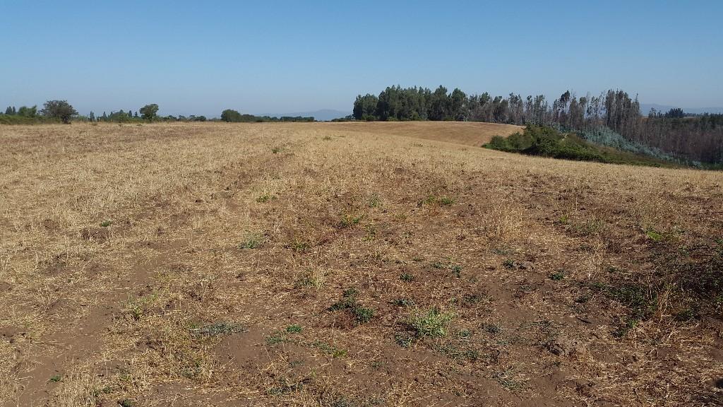 PROPIEDAD AGRICOLA EN MOLINA. STA. ROSA en Molina - Imagen 4