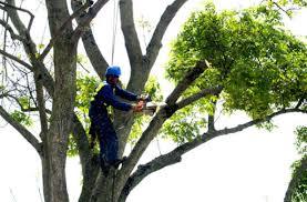 CORTAMOS Y PÓDAMOS ARBOLES en Joaquín Suárez - Imagen 1