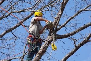 CORTAMOS Y PÓDAMOS ARBOLES en Joaquín Suárez - Imagen 2