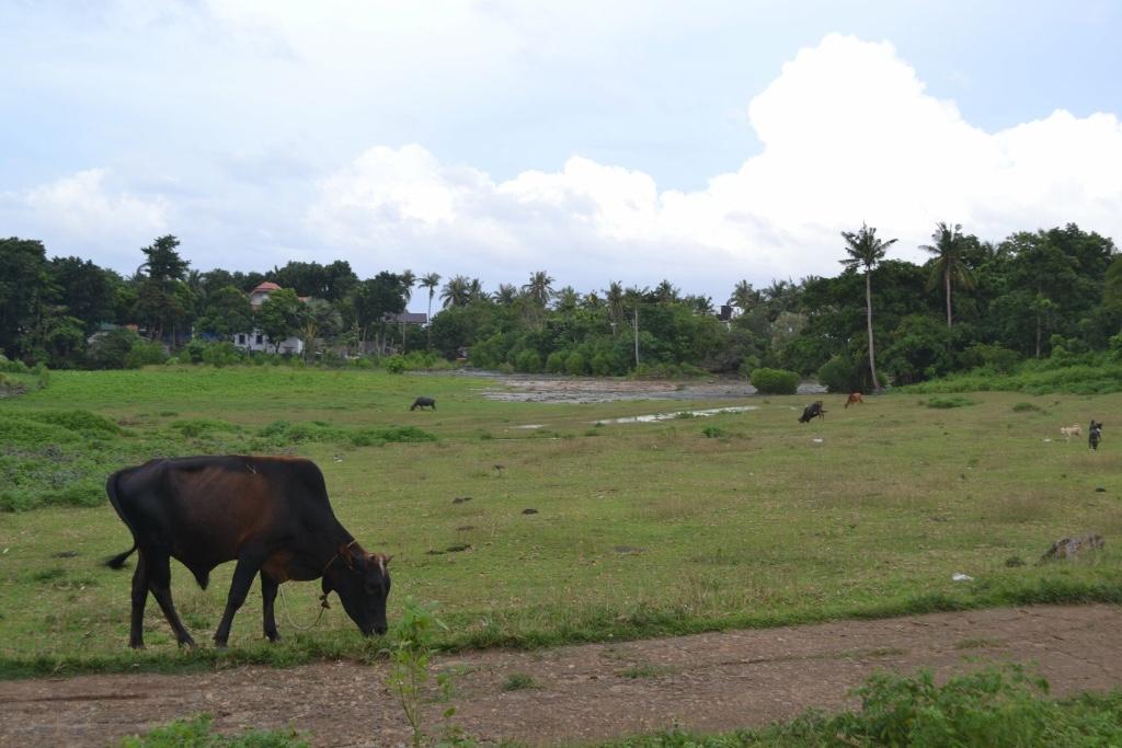 Land for Sale in Romblon in Romblon - Image 2