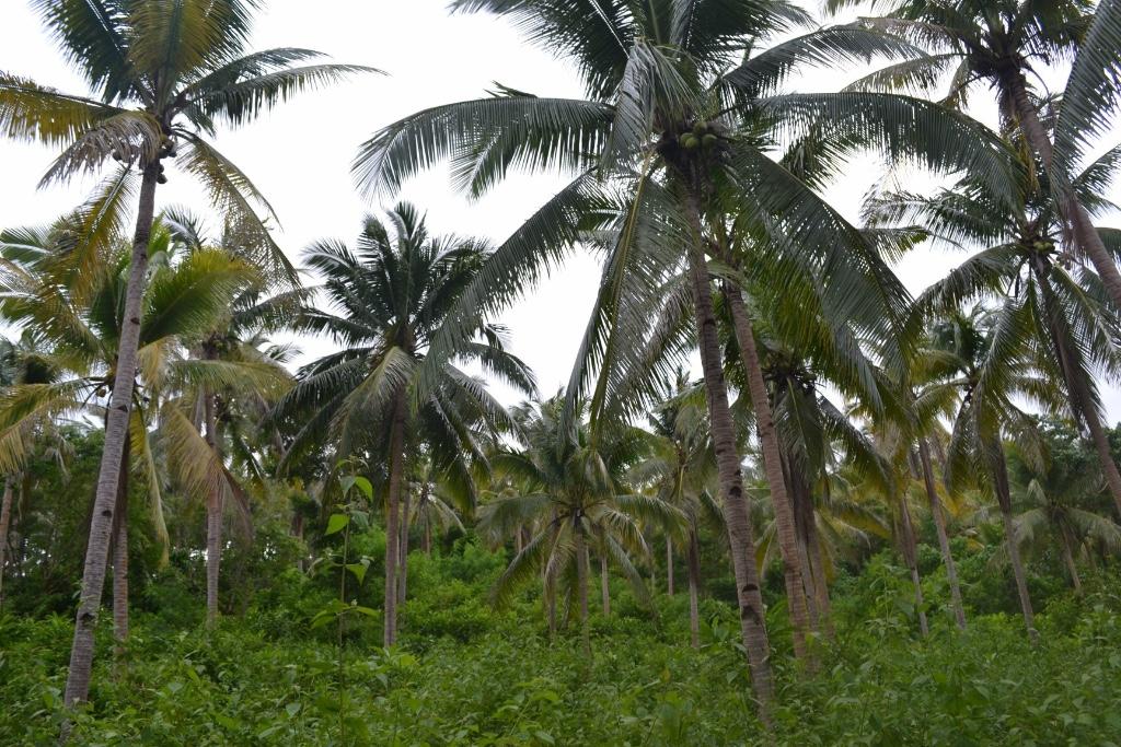 Land for Sale in Romblon in Romblon - Image 5