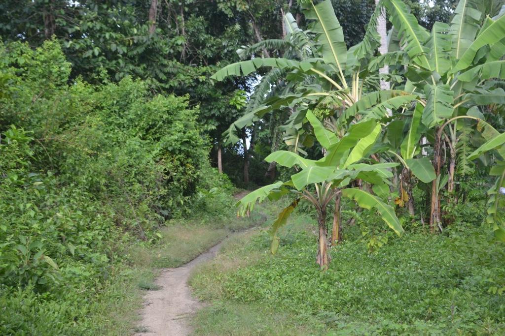 Land for Sale in Romblon in Romblon - Image 6
