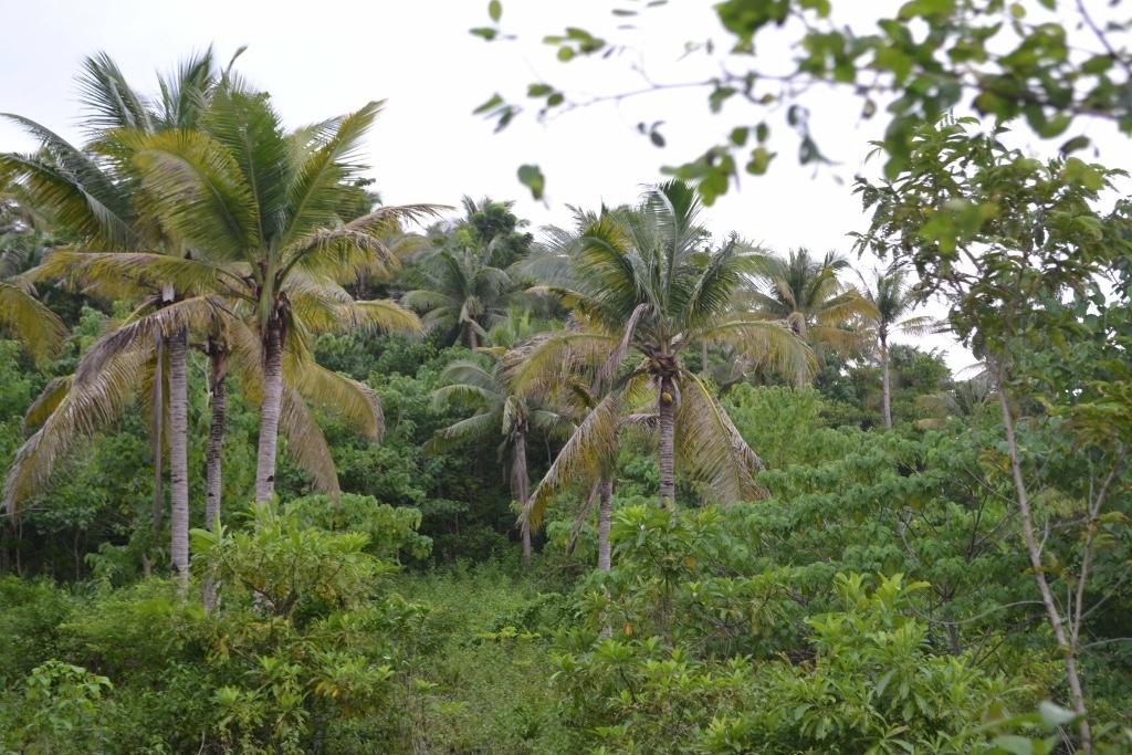 Land for Sale in Romblon in Romblon - Image 7