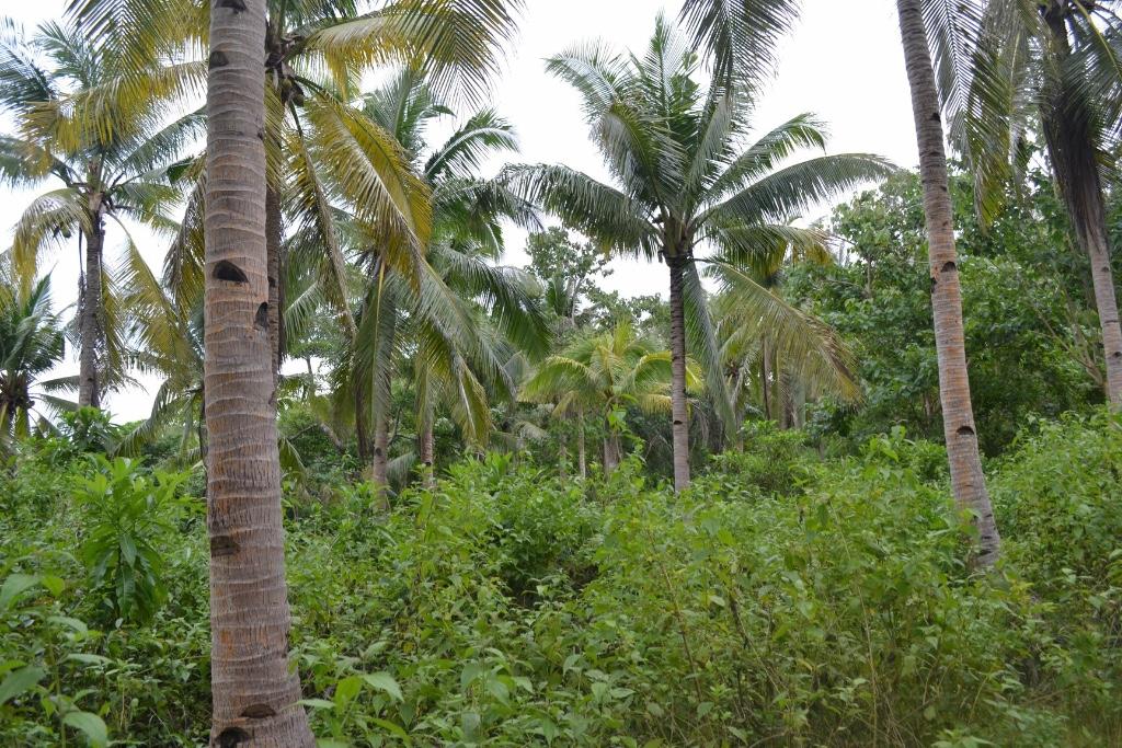 Land for Sale in Romblon in Romblon - Image 8