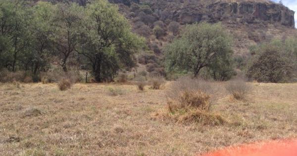 Terreno Rustico en Renta 9.000 m2 RINCON VERDE en Tacuba - Imagen 1