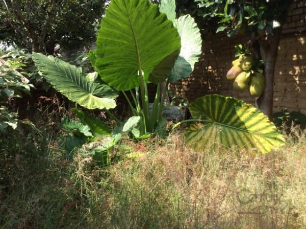Terreno venta en Tepic - Imagen 4