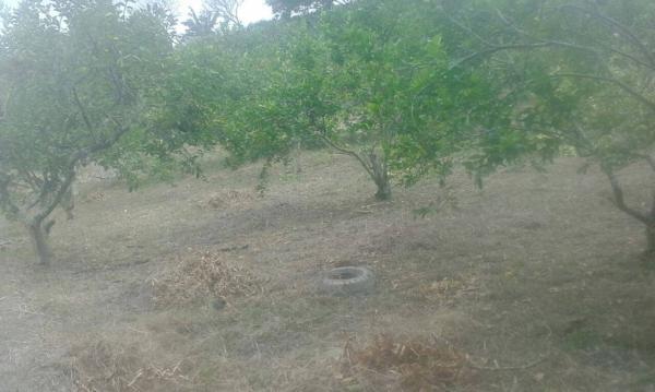 VENTA DE TERRENO RÚSTICO EN RANCHO VIEJO, EMILIANO ZAPATA en Temixco - Imagen 8