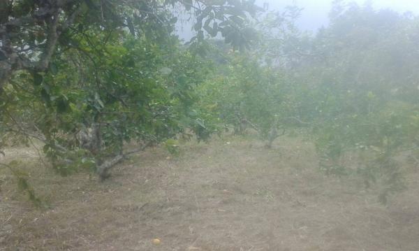 VENTA DE TERRENO RÚSTICO EN RANCHO VIEJO, EMILIANO ZAPATA en Temixco - Imagen 9