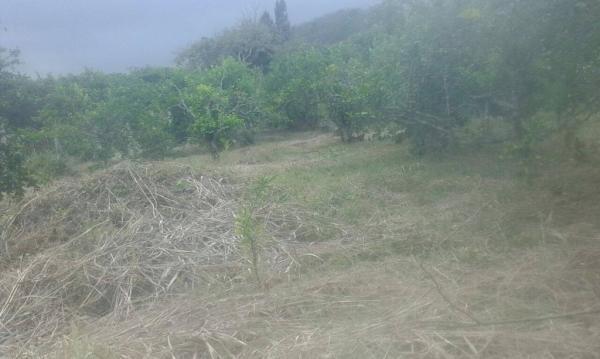 VENTA DE TERRENO RÚSTICO EN RANCHO VIEJO, EMILIANO ZAPATA en Temixco - Imagen 10