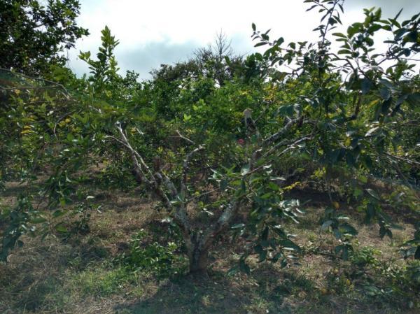 VENTA DE TERRENO RÚSTICO EN RANCHO VIEJO, EMILIANO ZAPATA en Temixco - Imagen 12