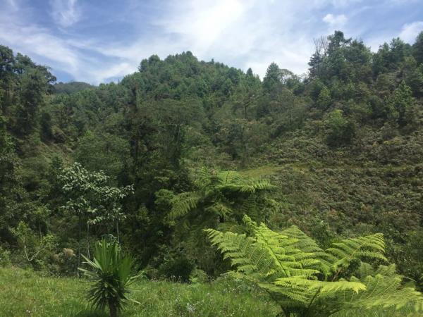 VENTA DE HECTÁREAS EN XICO en Coatepec - Imagen 9