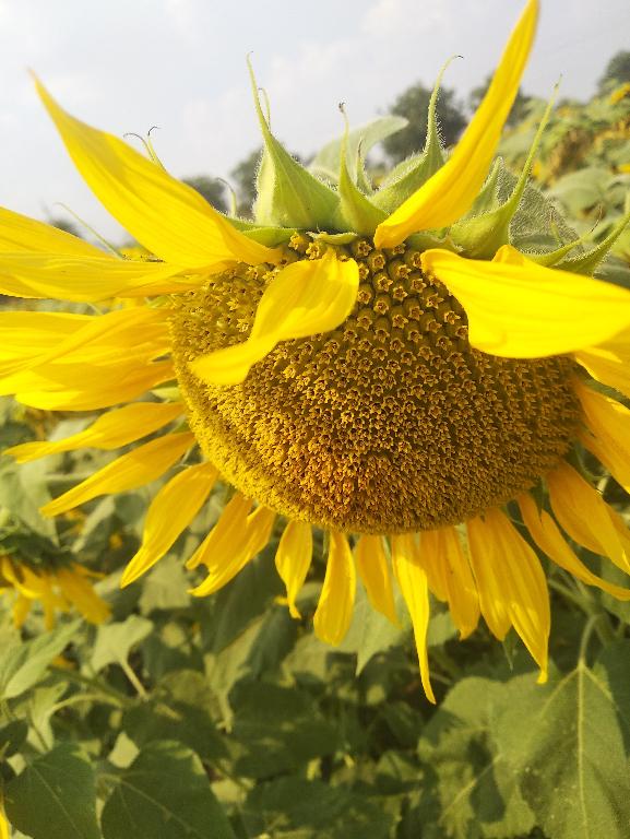 yellow sunflower in Hyderabad - Image 1