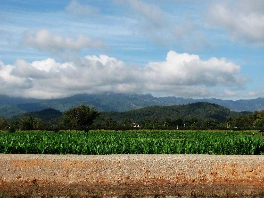 Incredible Mountain Views for Sale--1 Rai in Chiang Rai - Image 7