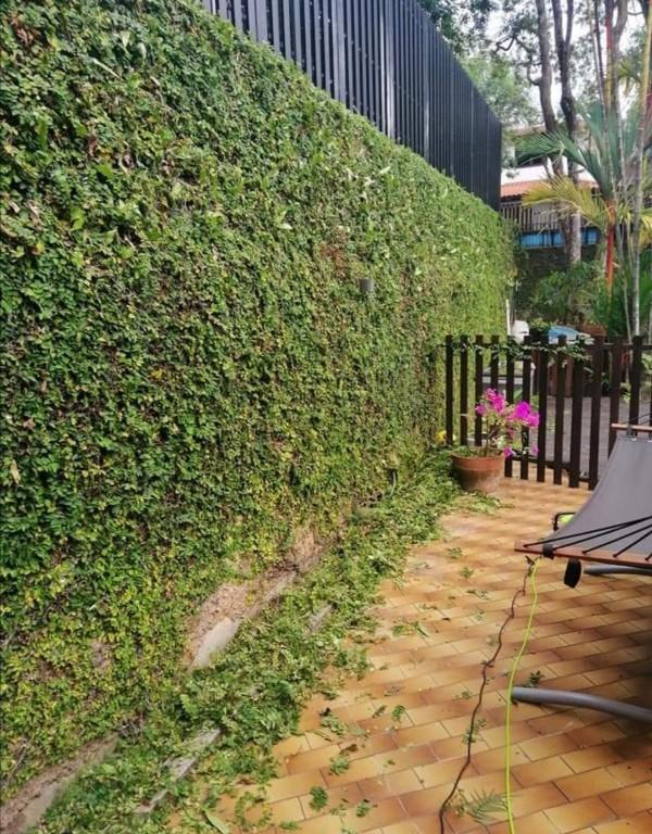 GRASSCUTTING AND TREE PRUNNING SVCS in Bukit Merah - Image 7