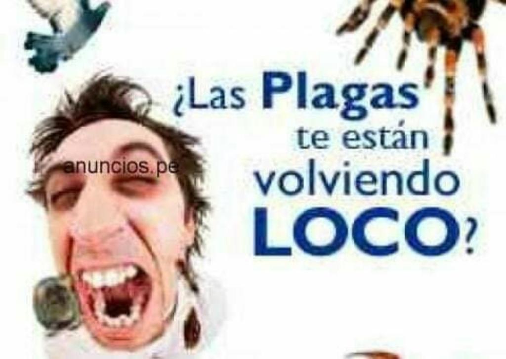 Control de plagas en Puerto Plata - Imagen 1