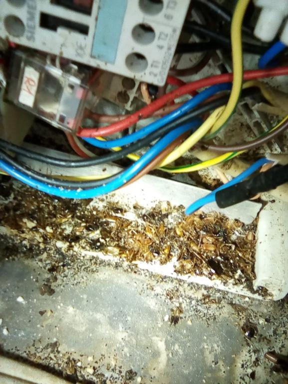 Control de plagas en Puerto Plata - Imagen 5