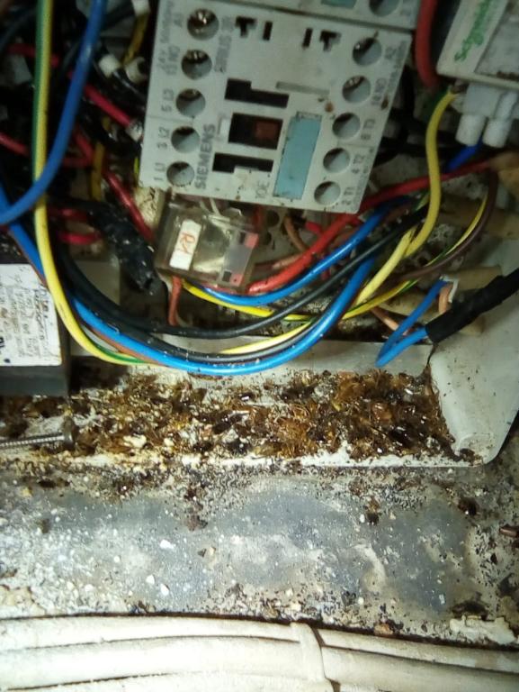 Control de plagas en Puerto Plata - Imagen 6