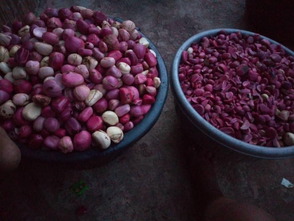 Kolanuts available in Jacksonville - Image 2