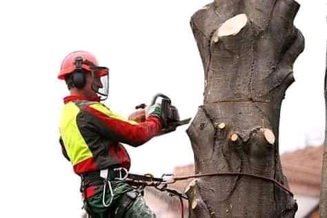 Tree Removal Specialist/Tree Felling in Randburg - Image 1