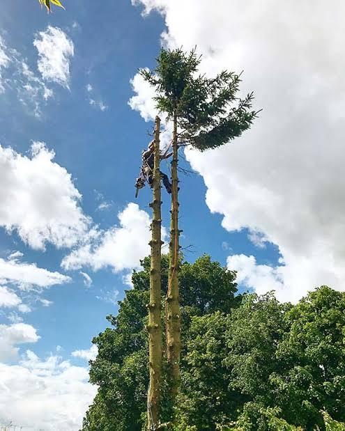 Tree Removal Specialist/Tree Felling in Randburg - Image 2