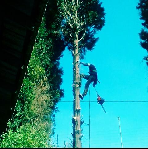 Tree Removal Specialist/Tree Felling in Randburg - Image 4
