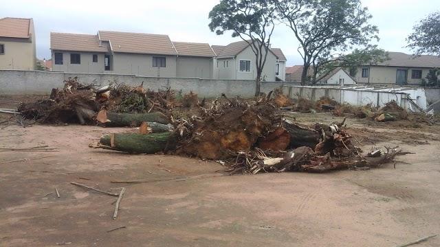 Tree Removal Specialist/Tree Felling in Randburg - Image 5