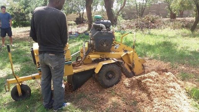 Tree Removal Specialist/Tree Felling in Randburg - Image 6