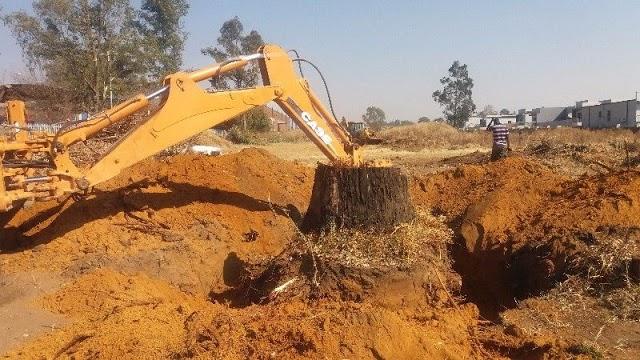 Tree Removal Specialist/Tree Felling in Randburg - Image 7