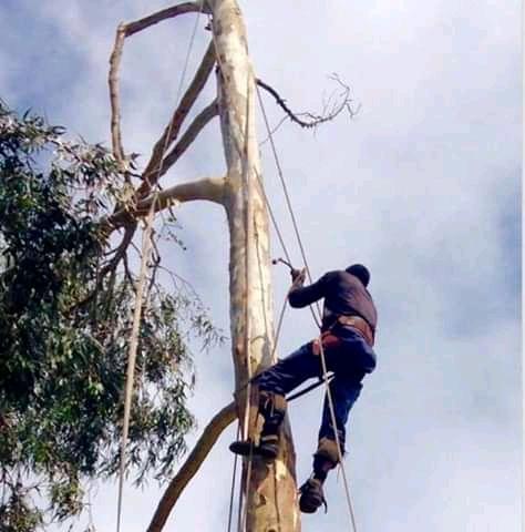 Tree Removal Specialist/Tree Felling in Randburg - Image 8