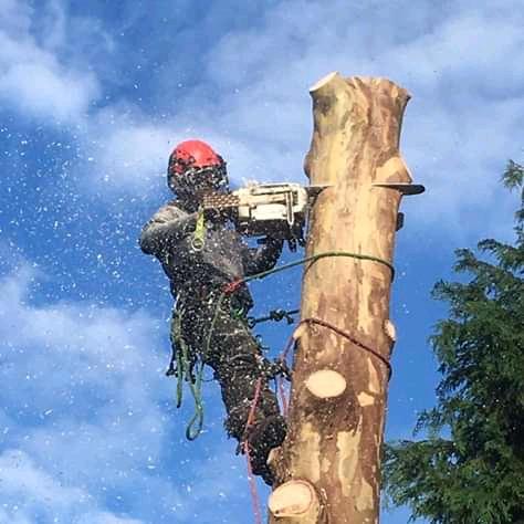 Tree Removal Specialist/Tree Felling in Randburg - Image 10