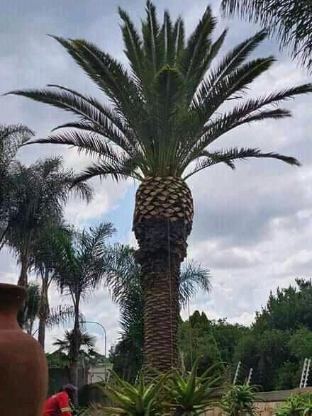 Tree Removal Specialist/Tree Felling in Randburg - Image 11