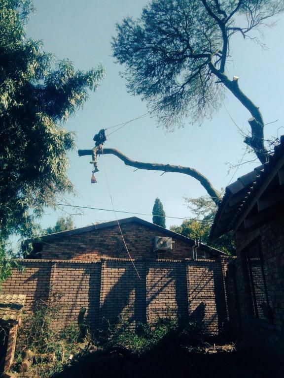 Tree Removal Specialist/Tree Felling in Randburg - Image 12