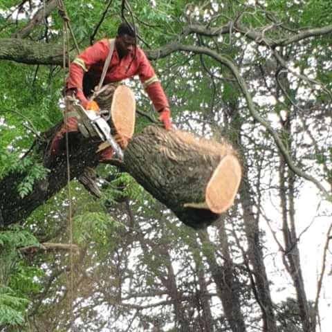 Tree Removal Specialist/Tree Felling in Randburg - Image 13