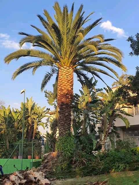 Tree Removal Specialist/Tree Felling in Randburg - Image 15