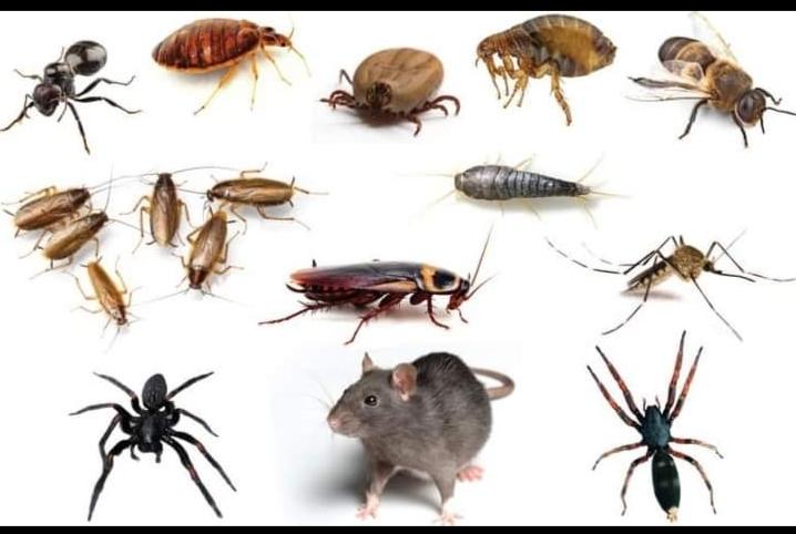 Sydwide Pest Control in Dee Why - Image 1