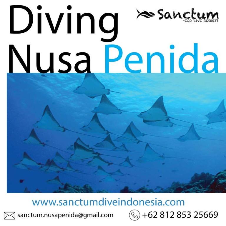 Diving Nusa Penida in Palu - Image 1